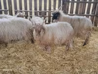 公羊, Racka sheep — 照片 8