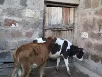 Bika, Szarvasmarhák — 2. fotó