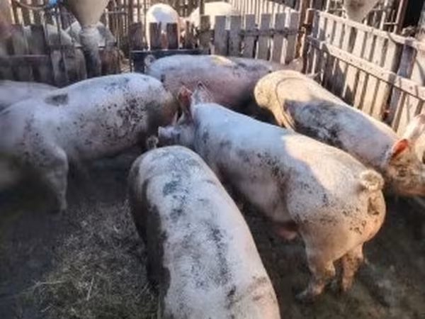 Sow,  — Hungary