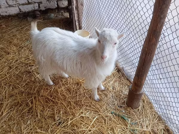 عنزة, Saanen goat