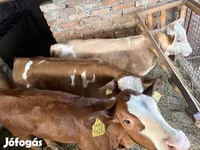 أبقار (دفعة، الجنس غير محدد), الماشية — الصورة 2