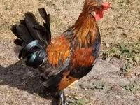 Chickens — zdjęcie 7