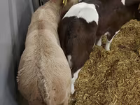 Tehén, Simmental cattle — 5. fotó