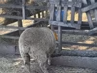 نعجة, Beltex sheep — الصورة 2