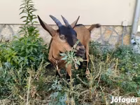 Nőstény kecske, Alpine goat — 1. fotó