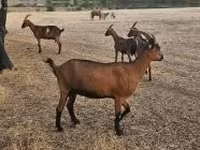 母山羊, Alpine goat — 照片 1