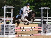 Hing, Pinto horses — 8. fotó