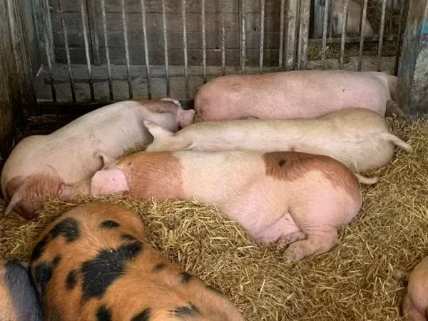 母猪, Pigs