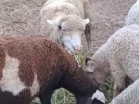 Oveja, Merino sheep — foto 1