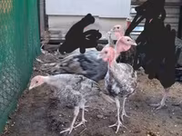 Turkeys — zdjęcie 4