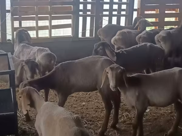 Schaf, Arashan sheep