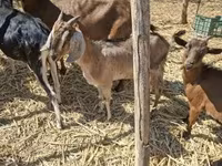 Goat, Nubian Goat — photo 2