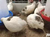 Quails — foto 1
