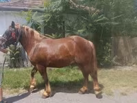 Caballo, Caballos — foto 2