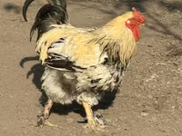 Tschechische Gold-Gescheckte Henne — Foto 1