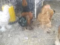 Brahma — foto 5