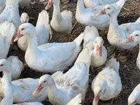 Geese — zdjęcie 1