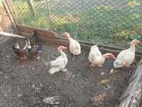 Ducks — photo 1