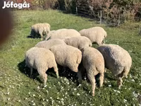 كبش, الأغنام — الصورة 2
