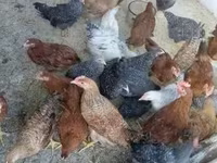 Chickens — foto 3