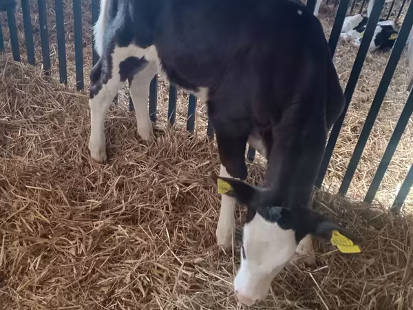 Tehén, Aberdeen-Angus
