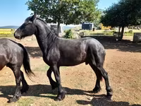 公马, Friesian — 照片 6