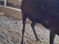 Schaf, Arashan sheep — Foto 4