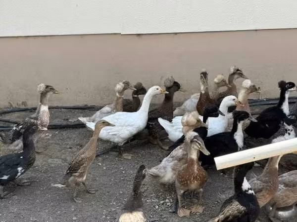 Ducks