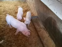 Säue, Schweine — Foto 3