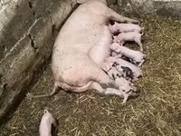 母猪, Крупная белая — 照片 1