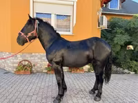 حصان, Hungarian horse breed — الصورة 6