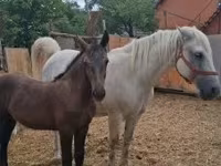 घोड़ी, घोड़े — फ़ोटो 3