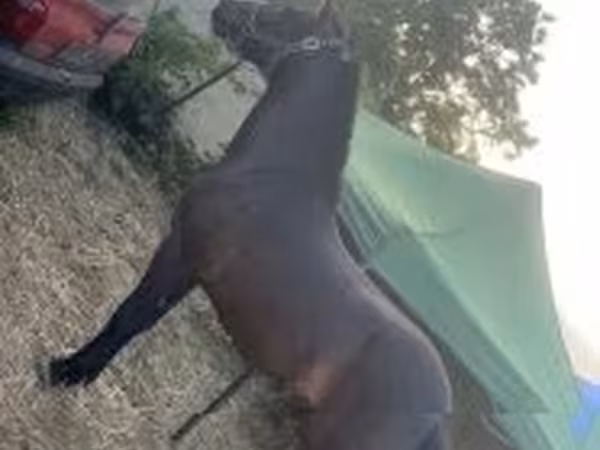 Cheval, Chevaux