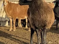 Juh, Edilbay sheep — 1. fotó