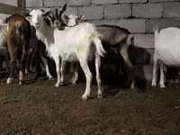 Chèvre, Saanen goat — photo 1