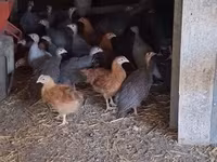 Guinea fowl — 3-сурет