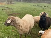 Kos, Merino sheep — 2. fotó
