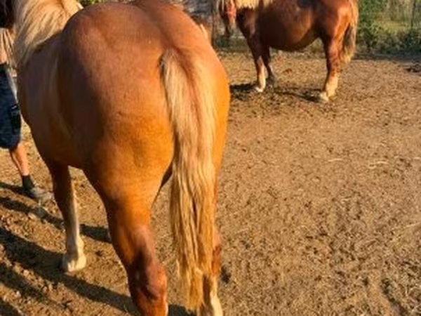 Yegua, Hungarian horse breed