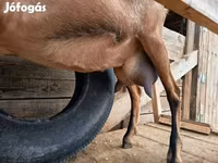 Ziege, Alpine goat — Foto 5