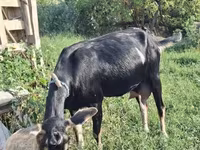 母山羊, Goats — 照片 8