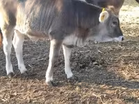 Vaca, Raza carpatiana marrón — foto 2