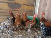 bantam japonais — photo 1