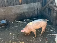 Boar, Крупная белая — photo 4