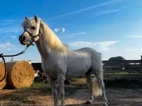 公马, Horses — 照片 1
