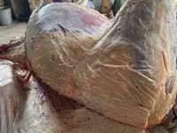 Caballo, Caballos — foto 5