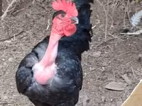 Chickens — foto 2