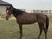 Hing, Arabian horse — 3. fotó