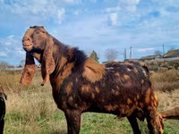 Ziegenbock, Kamori goats — Foto 8