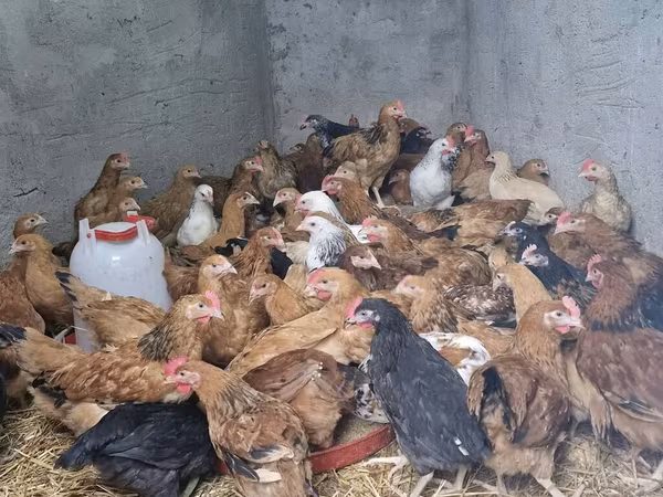 Chickens