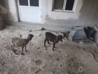 भेड़ें (लॉट, लिंग निर्दिष्ट नहीं), भेड़ — फ़ोटो 2